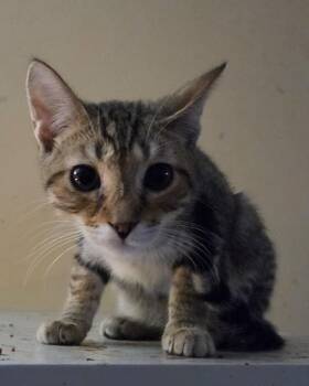 Spencer -  Domestic Short Hair Cat for Adoption in Riverside, California - Spencer | PetCurious