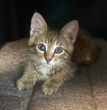Lilly -  Domestic Short Hair Cat for Adoption in Columbia, Illinois - Lilly | PetCurious