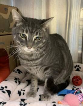 Donkey -  Domestic Short Hair Cat for Adoption in Sechelt, British Columbia - Donkey | PetCurious