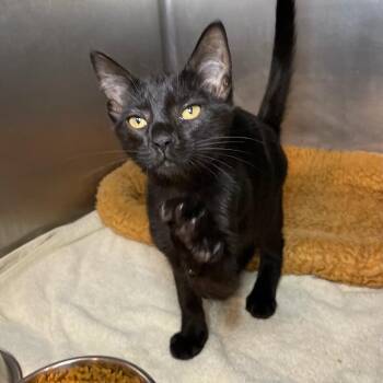 Zan -  Domestic Short Hair Cat for Adoption in Roanoke, Virginia - Zan | PetCurious