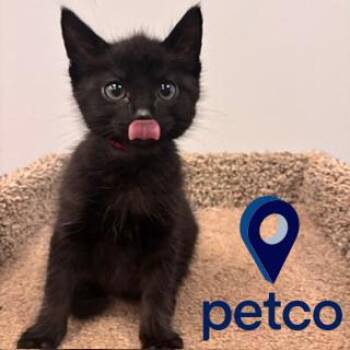 Freddy -  Domestic Short Hair Cat for Adoption in Janesville, Wisconsin - Freddy | PetCurious