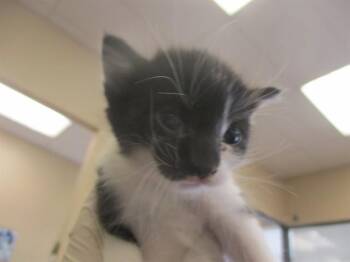 TWILIGHT -  Domestic Short Hair Cat for Adoption in Ocala, Florida - TWILIGHT | PetCurious