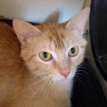 Domestic Short Hair Cats Available for Adoption in South Elgin, Illinois - Britney | PetCurious