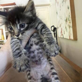 Winona -  Domestic Short Hair Cat for Adoption in Los Angeles, California - Winona | PetCurious
