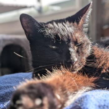 Raven -  Domestic Short Hair Cat for Adoption in Newburgh, New York - Raven | PetCurious