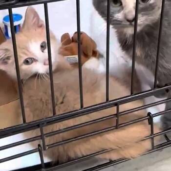 Domestic Short Hair Cats Available for Adoption in Branson, Missouri - Tiger | PetCurious