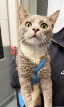 Hankie -  Domestic Short Hair Cat for Adoption in Nashville, Tennessee - Hankie | PetCurious