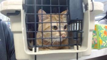 Domestic Short Hair Cats Available for Adoption in Oklahoma City, Oklahoma - A474074 | PetCurious