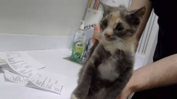 Rescue Domestic Short Hair Cats for Adoption - Rhubarb | PetCurious