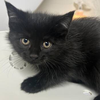 Vienna -  Domestic Short Hair Cat for Adoption in Uniontown, Pennsylvania - Vienna | PetCurious