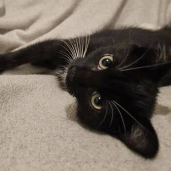 Rescue Tuxedo Cats for Adoption in Hoquiam, Washington - Janet - Miss Congeniality | PetCurious