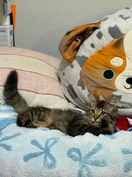 Aslan -  Domestic Long Hair Cat for Adoption in Homer Glen, Illinois - Aslan | PetCurious