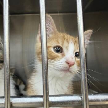Brandy kitten 3 -  Domestic Short Hair Cat Available for Adoption in Parrish, Alabama - Brandy Kitten 3 | PetCurious