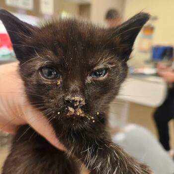 Hershey -  Domestic Short Hair Cat for Adoption in Asheville, North Carolina - Hershey | PetCurious