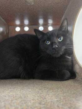 Domestic Short Hair Cats Available for Adoption - Citadel | PetCurious