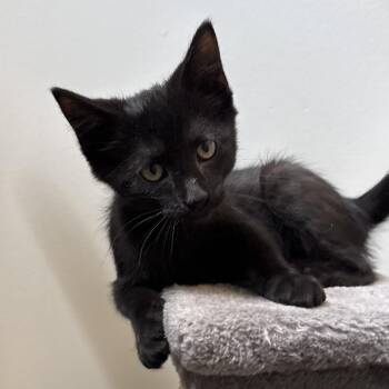 Domestic Short Hair Cats Available for Adoption in Naperville, Illinois - Jay | PetCurious