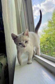 Snowshoe Cats Available for Adoption in Chicago, Illinois - Mahjong, Occupier Of Clean Laundry | PetCurious