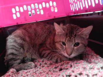DESS -  Domestic Short Hair Cat for Adoption in Omaha, Nebraska - DESS | PetCurious