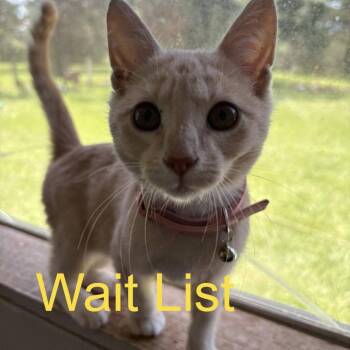 Polly -  Domestic Short Hair Cat for Adoption in Livingston, Texas - Polly | PetCurious