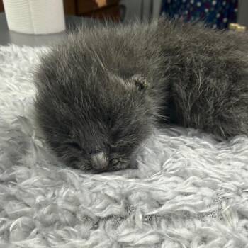 Domestic Short Hair Cats Available for Adoption in Summerville, South Carolina - Apollo | PetCurious