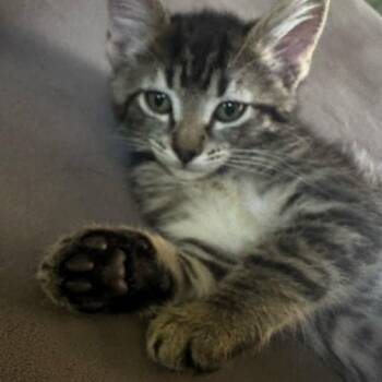 Rosie Hughes -  Domestic Short Hair Cat for Adoption in Eagle Mountain, Utah - Rosie Hughes | PetCurious