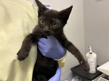 APOLLO -  Domestic Short Hair Cat for Adoption in Kent, Washington - APOLLO | PetCurious