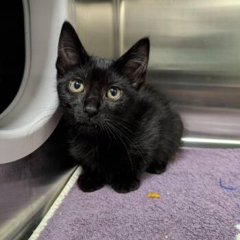 Piranha Plant -  Domestic Short Hair Cat for Adoption in South Burlington, Vermont - Piranha Plant | PetCurious