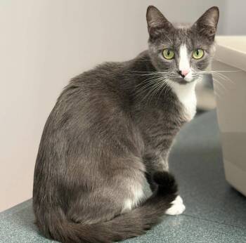 Pearl -  Domestic Short Hair Cat for Adoption in Pawleys Island, South Carolina - Pearl | PetCurious