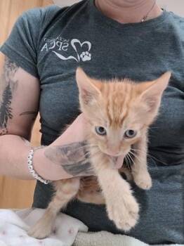 Cri-kee -  Domestic Short Hair and Siamese Cat for Adoption in Sacramento, California - Cri-kee | PetCurious