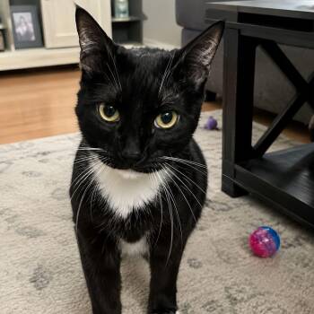Penelope -  Tuxedo and Domestic Short Hair Cat for Adoption in Antioch, California - Penelope | PetCurious