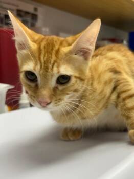 Stu -  Domestic Short Hair Cat for Adoption in Hartsville, South Carolina - Stu | PetCurious