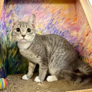 Domestic Short Hair Cats Available for Adoption in Snow Hill, North Carolina - Harry | PetCurious