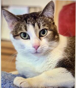 Rescue Domestic Short Hair Cats for Adoption in Santa Fe, New Mexico - Nina [Permanent Foster] | PetCurious