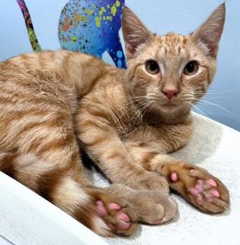 Domestic Short Hair Cats Available for Adoption in Pottstown, Pennsylvania - Evan  (friends With Pierre)  | PetCurious