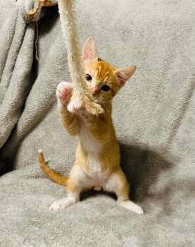 Mouse -  Domestic Short Hair Cat for Adoption in Groveland, Massachusetts - Mouse | PetCurious