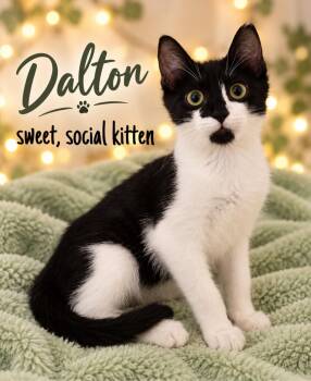 Dalton (FCID# 08/25/2026-400) -  Tuxedo Cat for Adoption in Greenville, Delaware - Dalton (FCID# 08/25/2026-400) | PetCurious