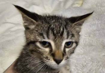 Amir -  Domestic Short Hair Cat for Adoption in Dayton, Minnesota - Amir | PetCurious