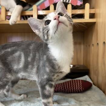 Tim Purry -  Domestic Short Hair Cat for Adoption in Yucca Valley, California - Tim Purry | PetCurious