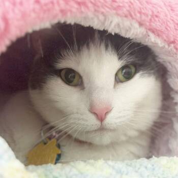 Domestic Short Hair Cats Available for Adoption in Port Washington, New York - Tofu | PetCurious