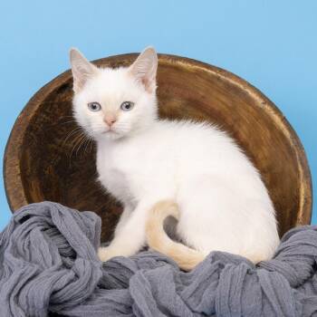 Sunshine -  Domestic Short Hair and Siamese Cat for Adoption in Franklin, Tennessee - Sunshine | PetCurious