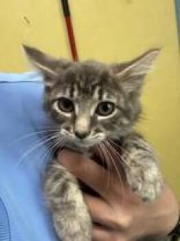 Four Loko -  Domestic Medium Hair Cat for Adoption in Manitowoc, Wisconsin - Four Loko | PetCurious