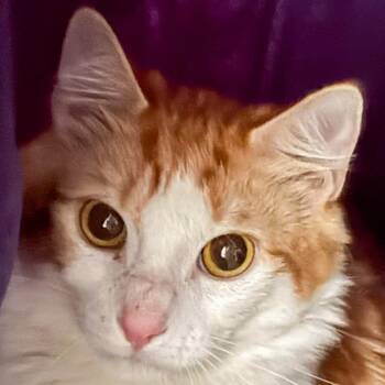 Domestic Medium Hair Cats Available for Adoption - Eminem | PetCurious