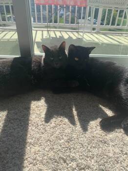 Pete -  Domestic Short Hair Cat for Adoption in Bloomington, Indiana - Pete | PetCurious