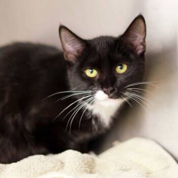 Rescue Domestic Short Hair Cats for Adoption in Atlanta, Georgia - Jerry | PetCurious