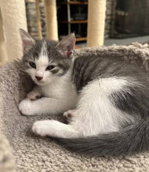 Circut -  Domestic Short Hair Cat for Adoption in Bayonne, New Jersey - Circut | PetCurious