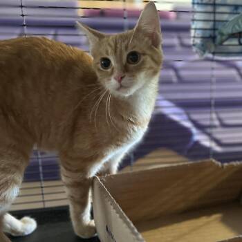 Domestic Short Hair Cats Available for Adoption - Olena | PetCurious