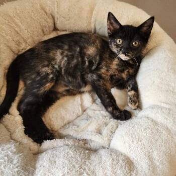 Domestic Short Hair Cats Available for Adoption - Bonnie | PetCurious