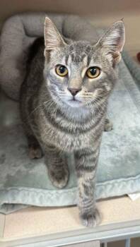 Sabrina -  Domestic Short Hair Cat for Adoption in Bowling Green, Kentucky - Sabrina | PetCurious