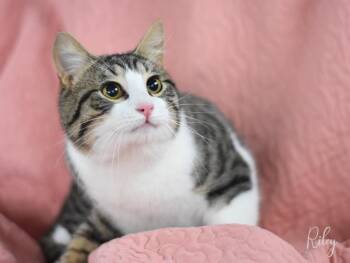 Rescue Domestic Short Hair Cats for Adoption in Conroe, Texas - Riley (Jeanie’s) | PetCurious