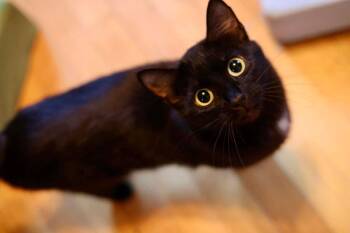 Domestic Short Hair Cats Available for Adoption in Duluth, Minnesota - Mama Regina | PetCurious